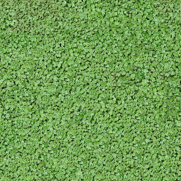 绿色叶子的方形有机纹理 免版税图库图片