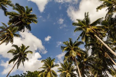 Mavi gökyüzüne karşı palmiye ağaçları, tropik kıyılarda palmiye ağaçları