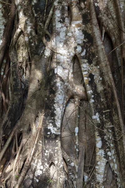 Ağaç kabuğu kabartma dokusu