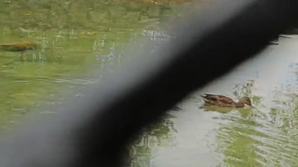 En été, les canards nagent dans un étang artificiel — Video