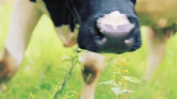 Une grosse vache affamée ronge l'herbe et les feuilles de pomme — Video