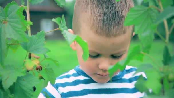 Het kind is het eten van onrijpe bessen van zwarte bessen — Stockvideo