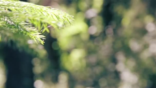 Árbol Siempreverde Con Hojas Forma Aguja Aire Libre — Vídeo de stock