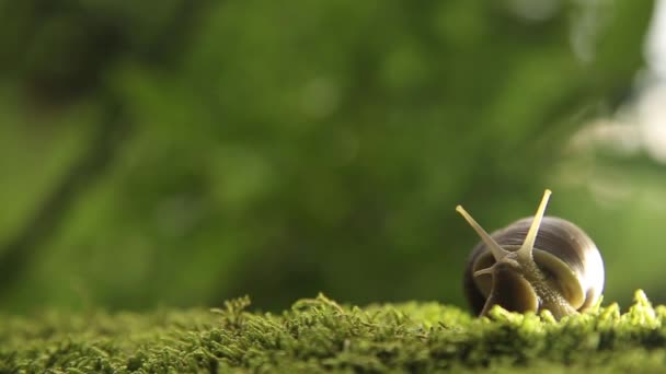 A grape snail on a green moss slowly turns its head — Stock Footage A grape snail on a green moss slowly turns its head Video Clip
