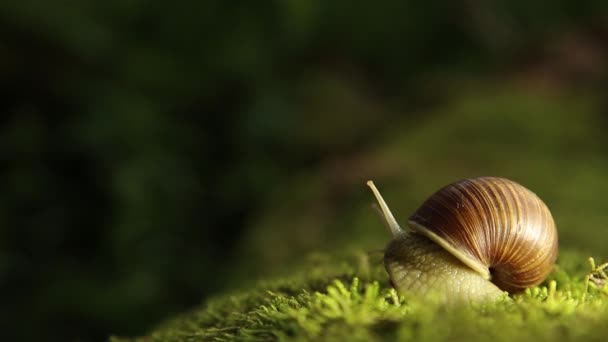 Garden snail on a green moss slowly turns his head — Stock Footage Garden snail on a green moss slowly turns his head Royalty Free Stock Video