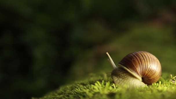 Caracol de jardim em um musgo verde lentamente vira a cabeça — Vídeo de Stock