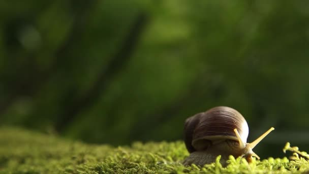 A szőlő csiga a zöld moha lassan fordul a fejét — Stock videók