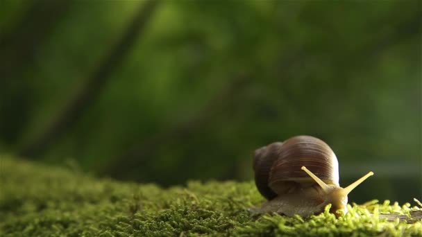 Eine Weinbergschnecke auf einem grünen Moos im Wald dreht langsam ihren Kopf — Stockvideo