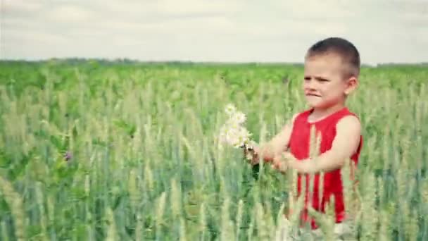 The child goes through a field of wheat with a bouquet of daisies