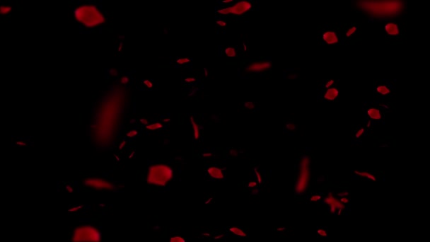 Petali di rosa che cadono su uno sfondo nero HD — Video Stock