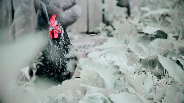 Черная курица с красными гребешками ходит по траве — стоковое видео
