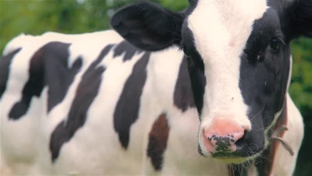村の草原で放牧若い子牛 — ストック動画