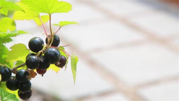 Ein Zweig reife schwarze Johannisbeere an einem sonnigen Tag — Stockvideo