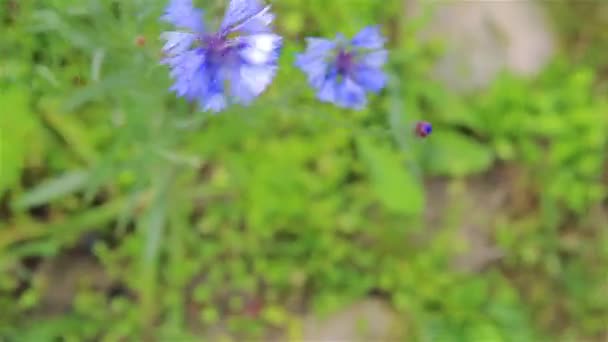 Blue cornflowers and purple in the garden in summer — Stock Video