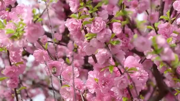 Květu ovocných a divoce rostoucích květin na jaře Hd — Stock video