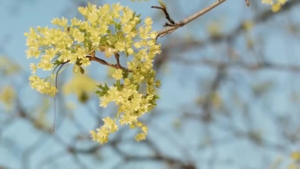 Flowering trees spring blurred background — Stock Video