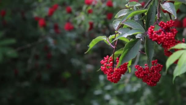 Μεγάλος θάμνος από φαρμακευτικό κόκκινο δάσος Βιβούρνο Hd — Αρχείο Βίντεο