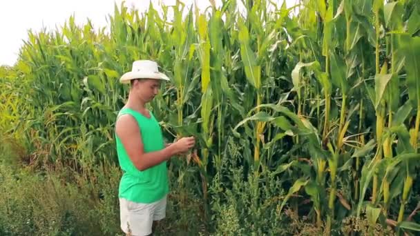 Un giovane agronomo strappa una spiga di mais nel campo — Video Stock