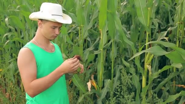 En man agronom i en hatt sliter av ett öra av majs i fältet — Stockvideo