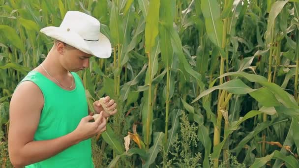 Man the farmer in the hat examines the maize on the quality — Stock Video