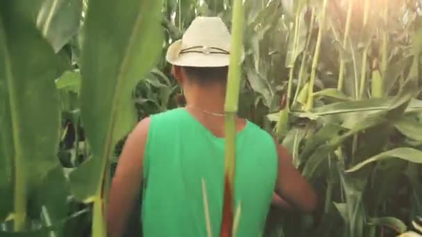 Een Man Agronoom Een Hoed Sluipt Een Cornfield — Stockvideo