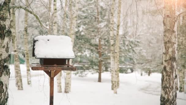 Mooie vogel Jay eet in de trog in de koude winter — Stockvideo