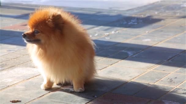 Golden Purebred Young Spitz Sitting Yawning — Stock Video