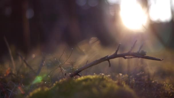 Gedroogd tak in het bos op groen mos in beweging — Stockvideo