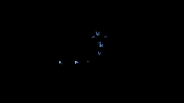 A lot of blue butterflies flying on a black background — Stock Video