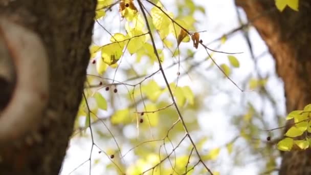 Ulomenou větev na stromě na podzim Hd — Stock video