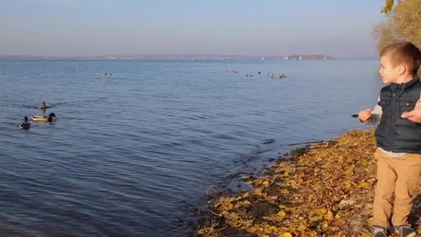 Boy autumn on the lake feeding ducks bread — Stock Video
