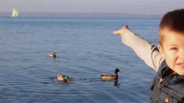 Ősszel a kisfiú a parton etetés a kacsa — Stock videók