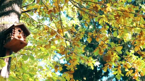 In autumn a handmade wooden house for birds weighs — Stock Video