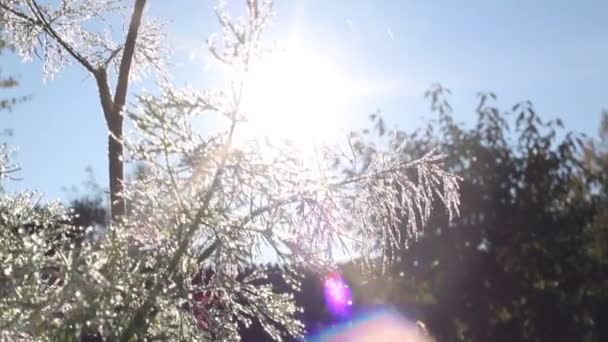 Der erste Frost im Herbst auf den Beeten — Stockvideo