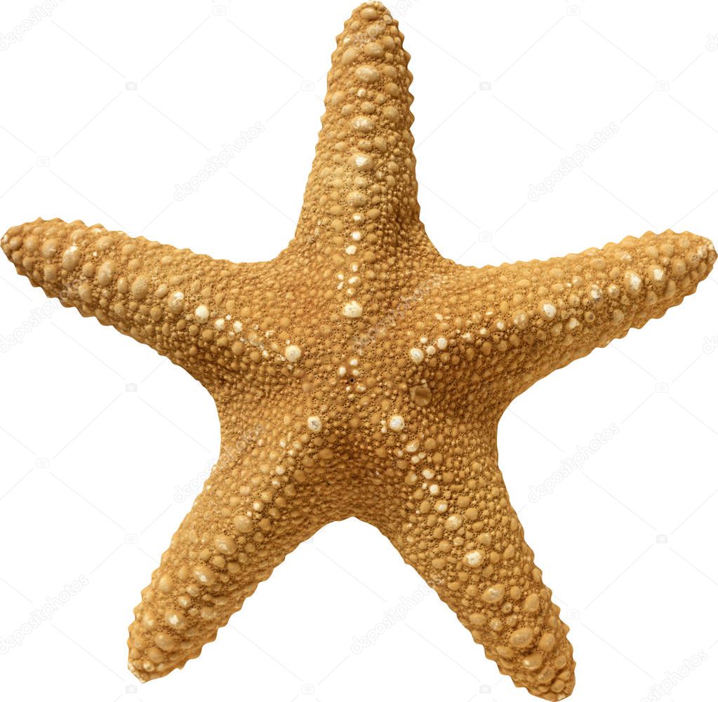 The texture of the starfish beige on a white background