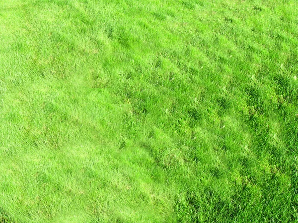 Herbe verte sur fond de prairie ou texture — Photo