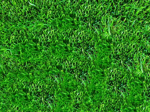 Естественно богатая зеленая трава на газоне — стоковое фото