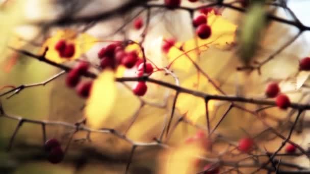 Otoño bayas rojas de viburnum HD 1920x1080 — Vídeo de stock