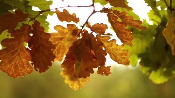 橡木叶在秋天在运动 hd 1920x1080 — 图库视频影像