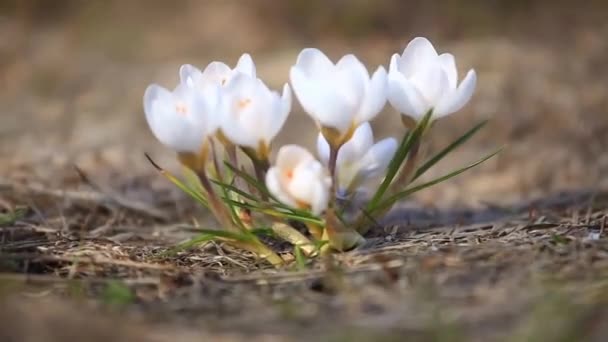 Snowdrops λευκό time-lapse φωτογραφία Hd 1280 — Αρχείο Βίντεο