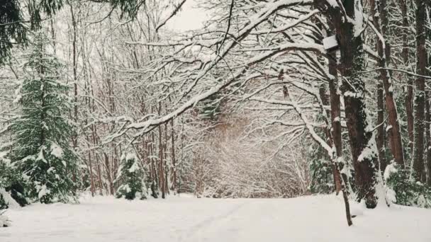 Téli napon a tölgy liget decemberben havazás után — Stock videók