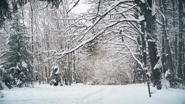 Χειμερινή ημέρα στο δρύινο άλσος μετά από χιονόπτωση τον Δεκέμβριο — Αρχείο Βίντεο