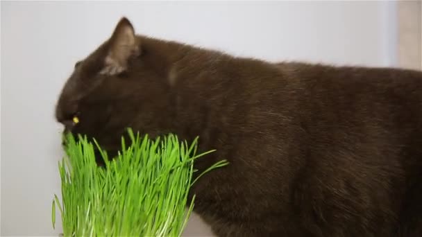Cat of the British breed gets the vitamins chewing the green grass — Stock Video