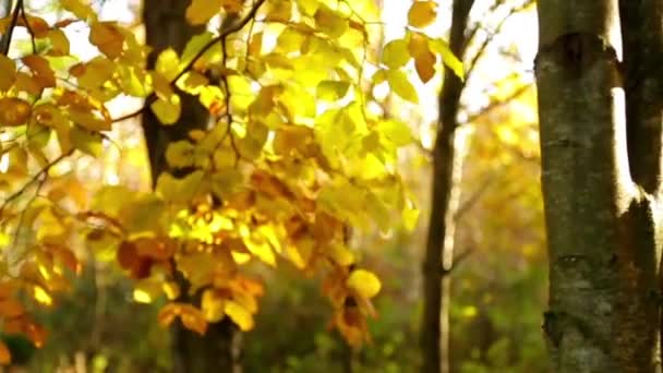 Poplar trees in autumn in motion 1280x720 HD — Stock Video