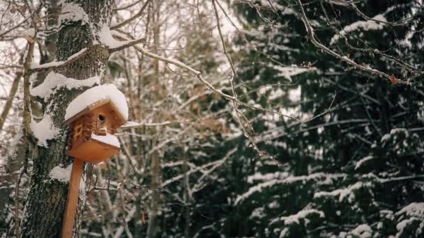 Dans Parc Forestier Enneigé Des Nichoirs Suspendus Pour Oiseaux Forestiers — Video