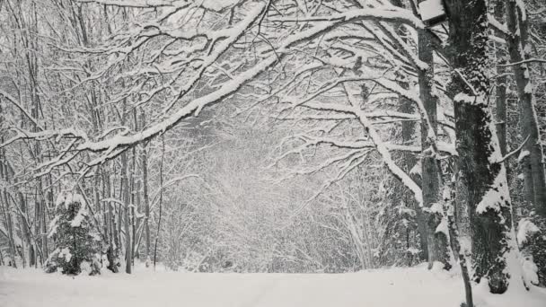 Eikenhouten grove bedekt met sneeuw in December voor de kerst — Stockvideo