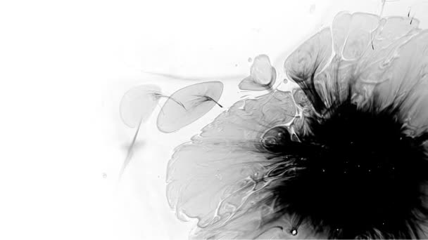 Hd beyaz bir arka plan üzerinde siyah ve beyaz etkisi yayılan bir damla mürekkep ile — Stok video