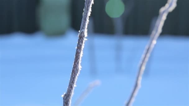 Frost Auf Den Ästen Eines Baumes Bei Starkem Frost — Stockvideo