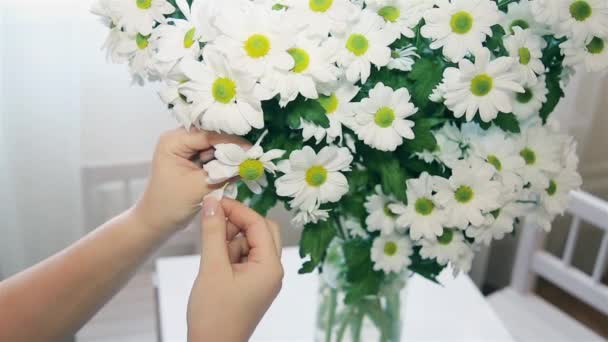 De vrouw gissen op de Daisy scheuren uit bloemblaadjes — Stockvideo