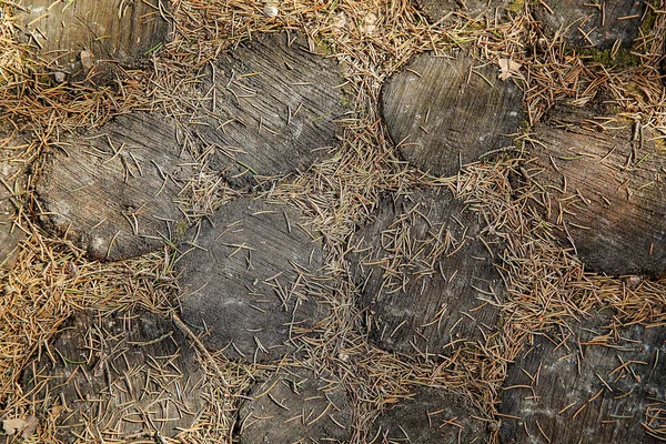 Meşe kahverengi doğal renklerin yuvarlak kesim parçaları ile kaplı orman yolu — Stok fotoğraf